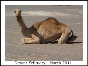 Photo_Gallery_Title_Pages/Oman_title.JPG