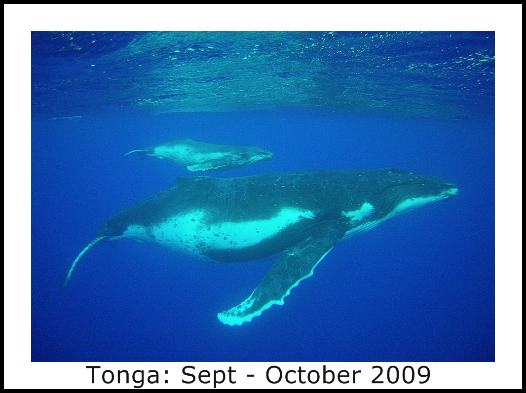 Photo_Gallery_Title_Pages/Tonga_title.jpg