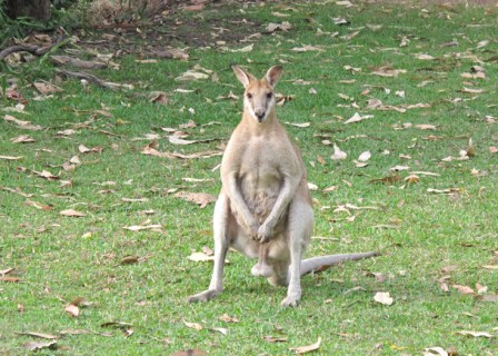 Australia/IMG_2542.JPG