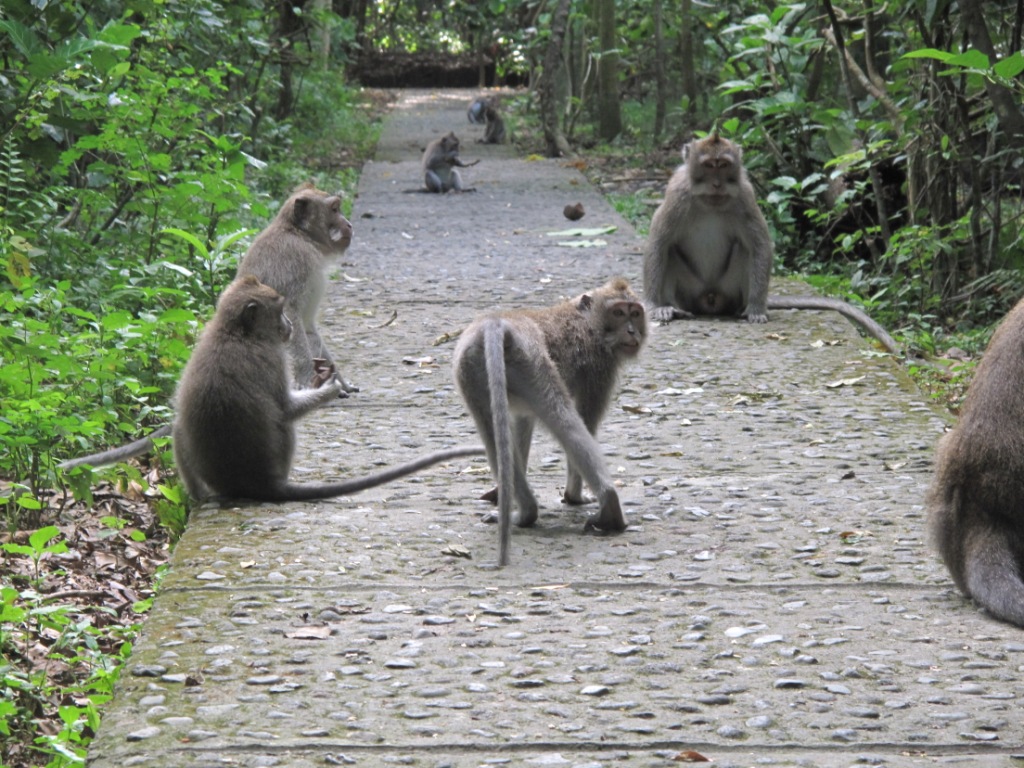 Bali_Kalimatan_Pix/IMG_3774.JPG