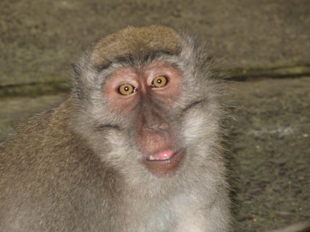 Bali_Kalimatan_Pix/IMG_3774.JPG