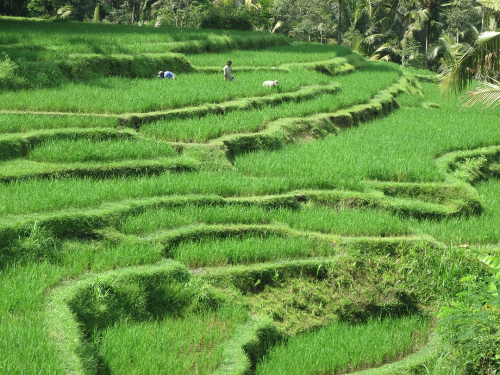 Bali_Kalimatan_Pix/IMG_3926.JPG