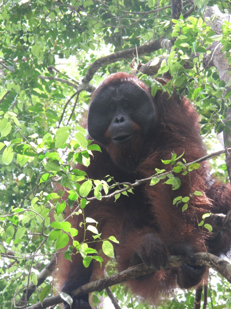 Bali_Kalimatan_Pix/IMG_3926.JPG