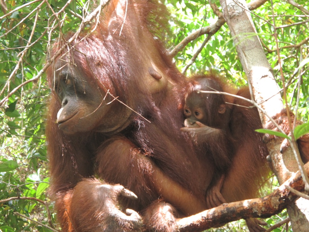 Bali_Kalimatan_Pix/IMG_3926.JPG