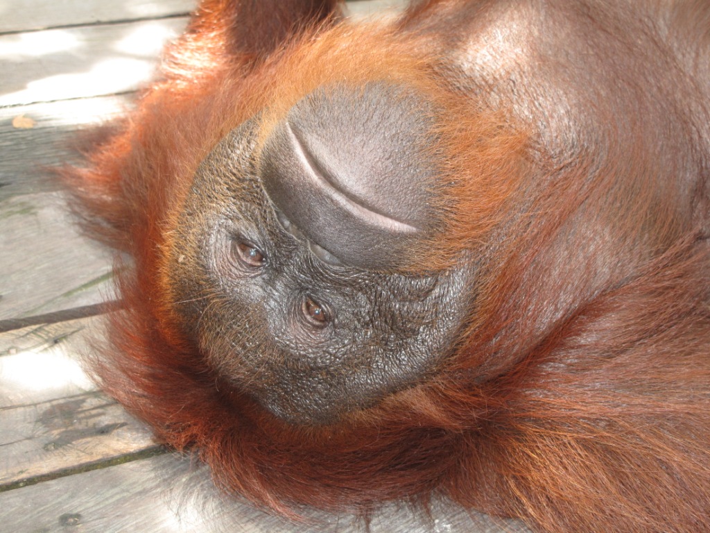 Bali_Kalimatan_Pix/IMG_4003.JPG