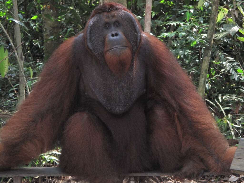 Bali_Kalimatan_Pix/IMG_4296.JPG