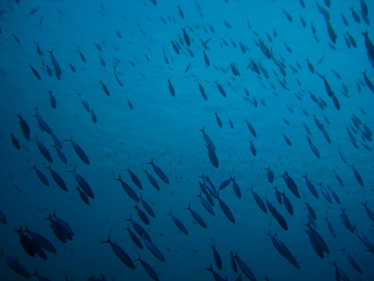 Bonaire/IMG_8260.JPG