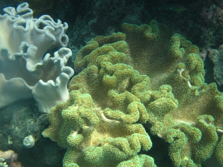 Fiji/IMG_1756.JPG