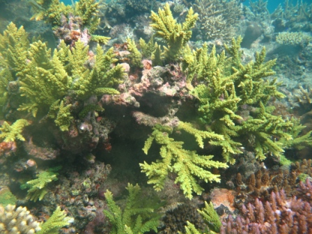 Fiji/IMG_1756.JPG