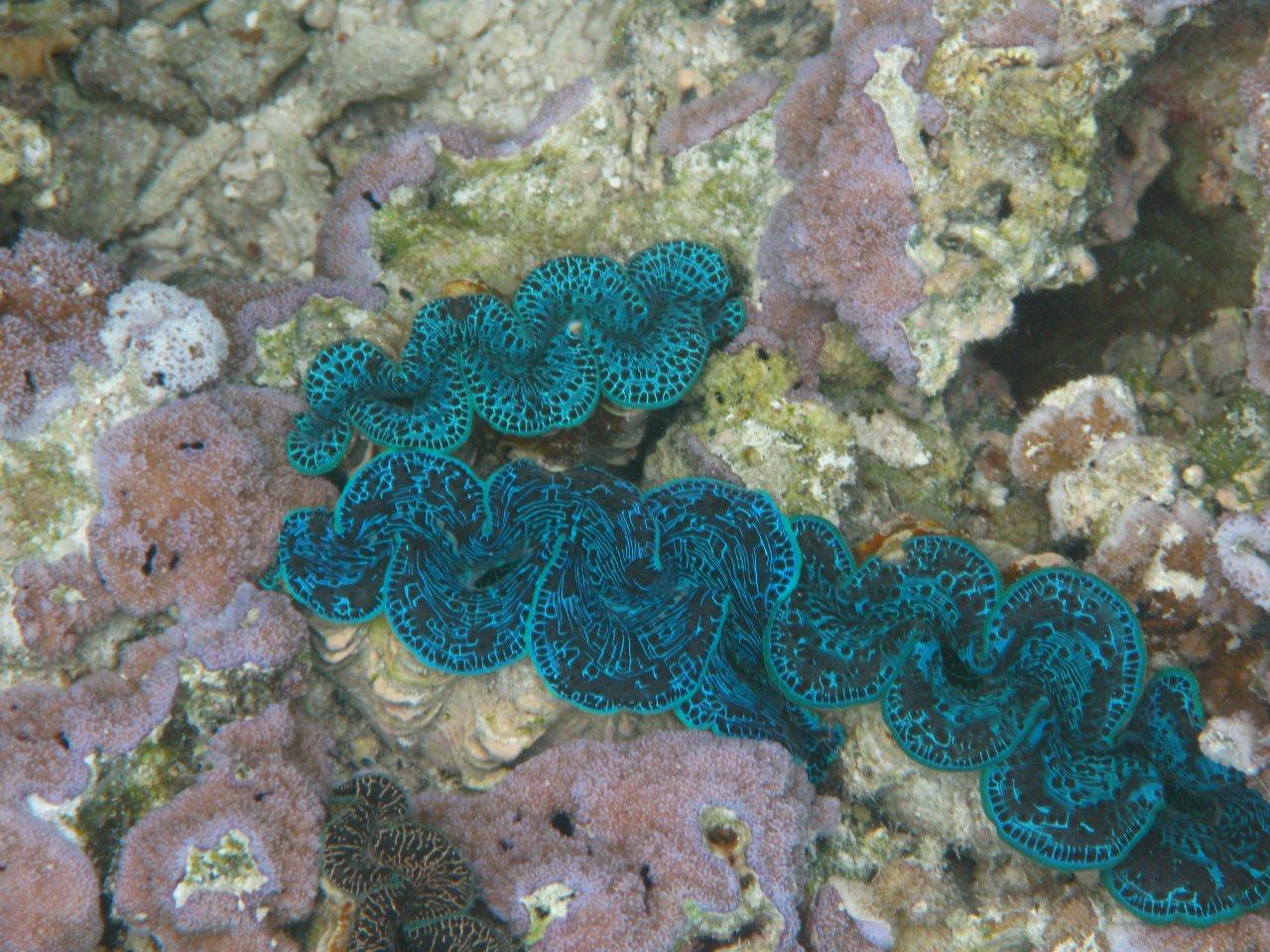 French_Polynesia/P5260061.jpg