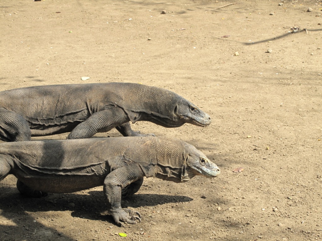Indonesiapix/IMG_3156.JPG