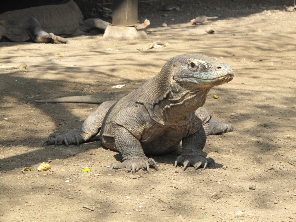 Indonesiapix/IMG_3156.JPG