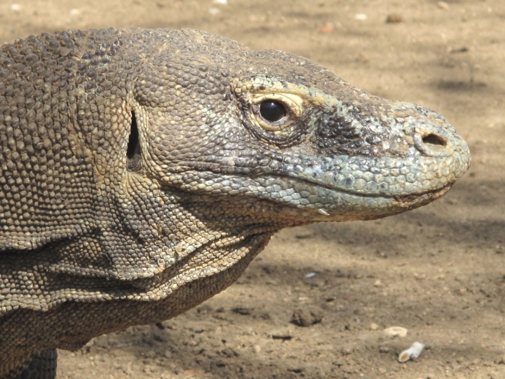 Indonesiapix/IMG_3225.JPG