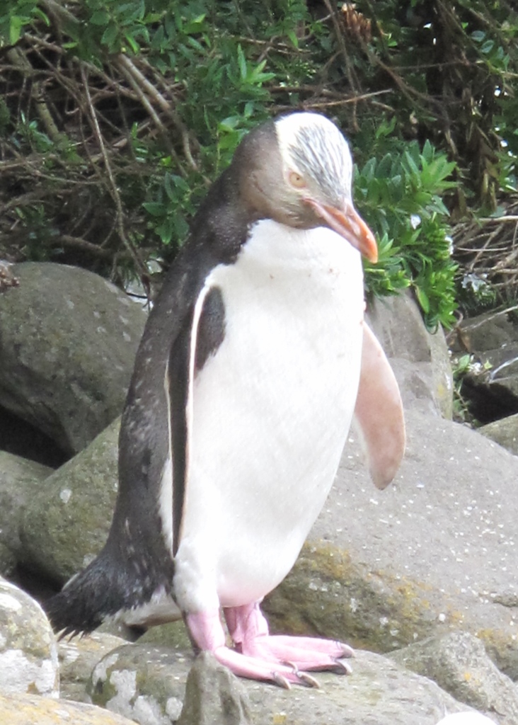 NewZealandpix/yelloweyedpenguin.JPG